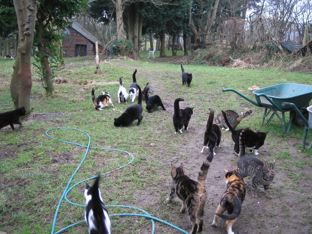 Group of cats playing