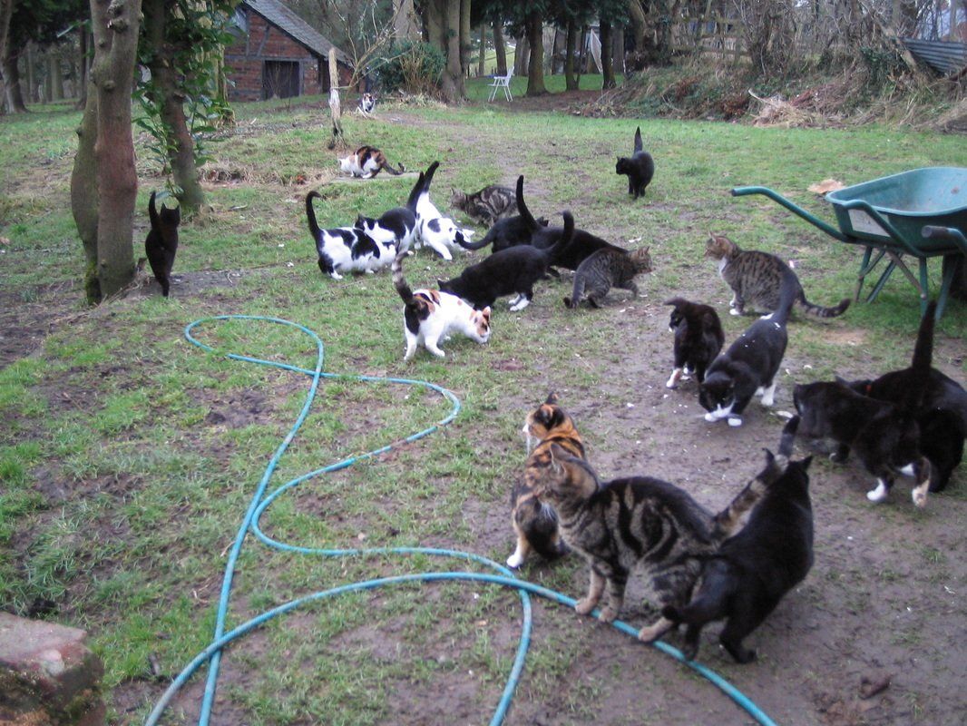 Group of cats eating