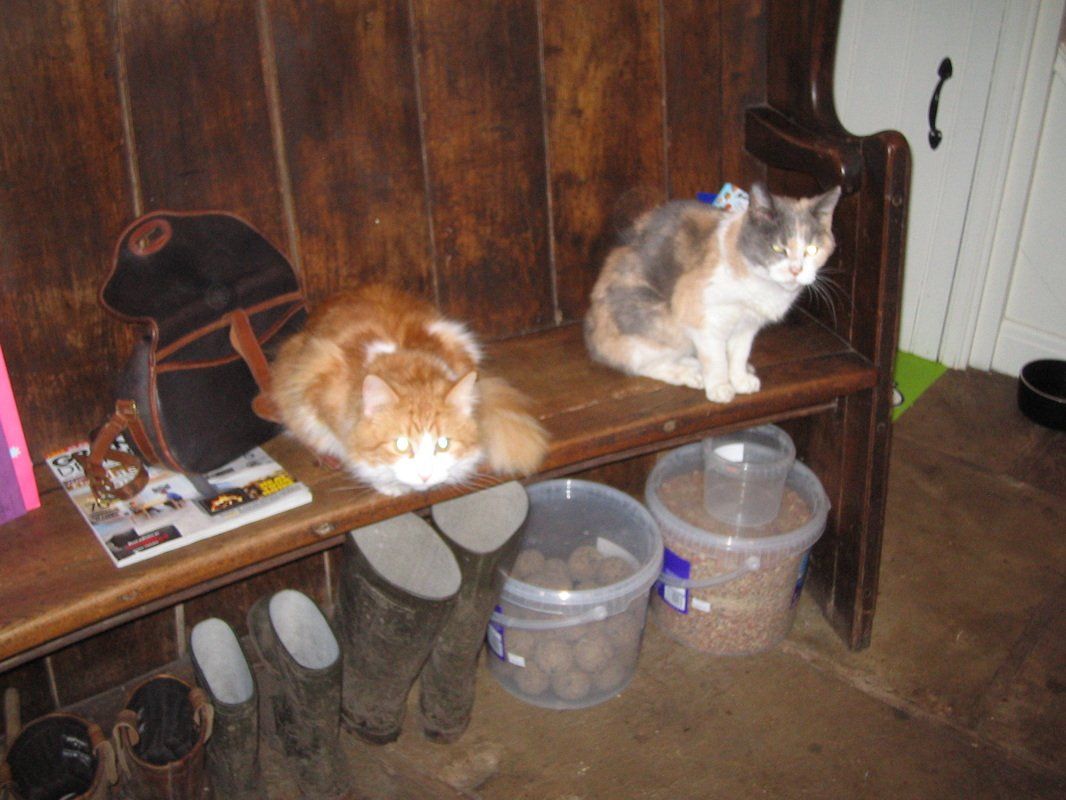 cats on a bench, waiting for food