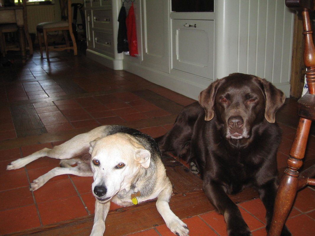 Two dogs