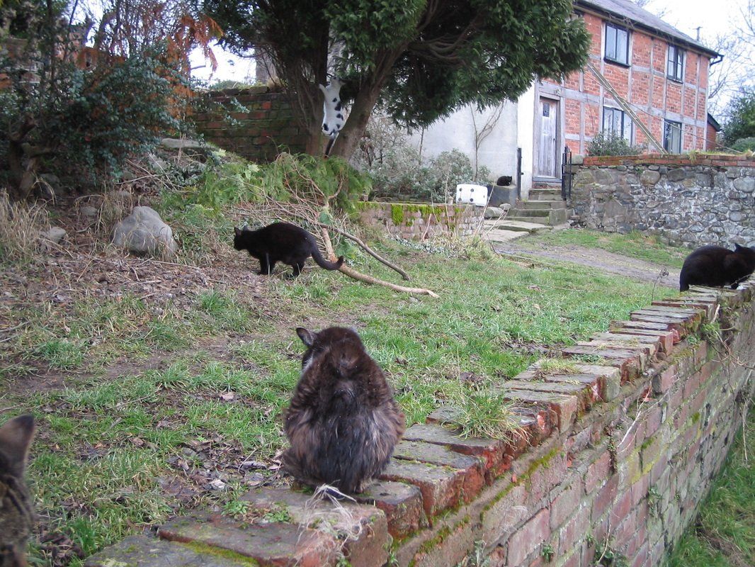 Cat sat on a wall, watching other cats