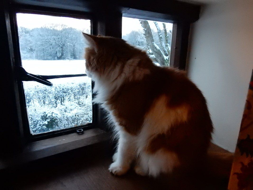 Ginger and white cat looking out of a window