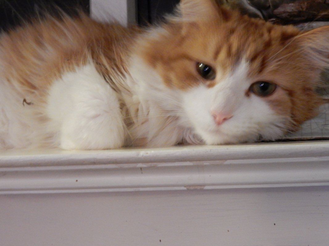 Harri the cat, having a sleep