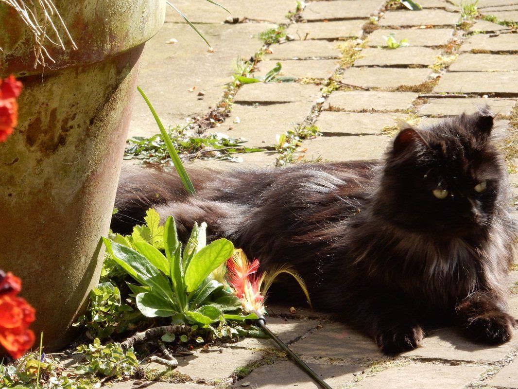 black cat lying in the sun