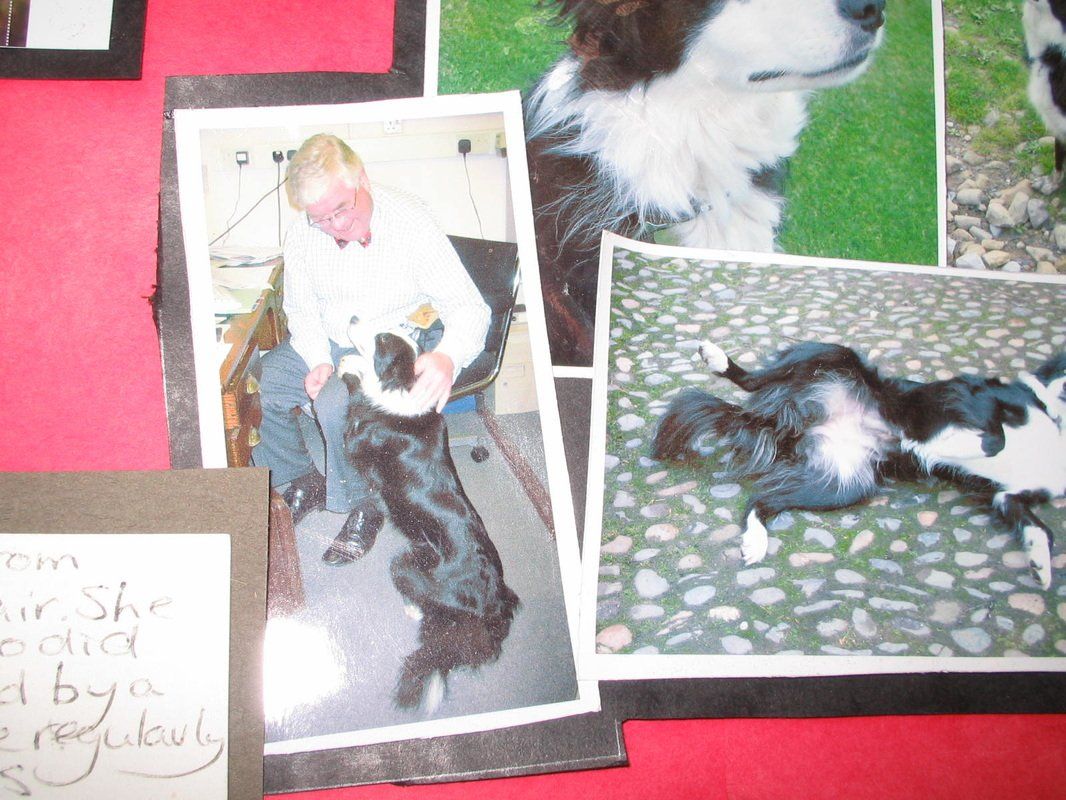 collection of animal postcards