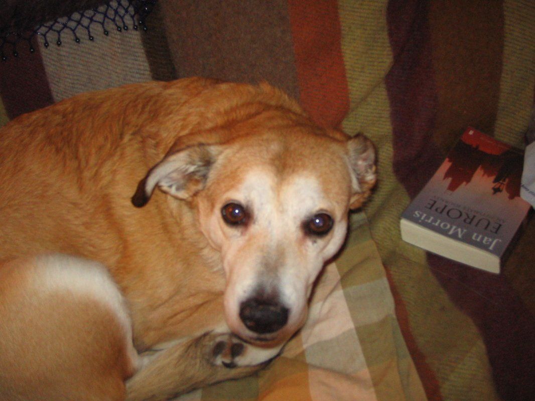Dog lying on a blanket