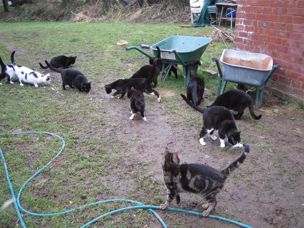 Group of cats eating