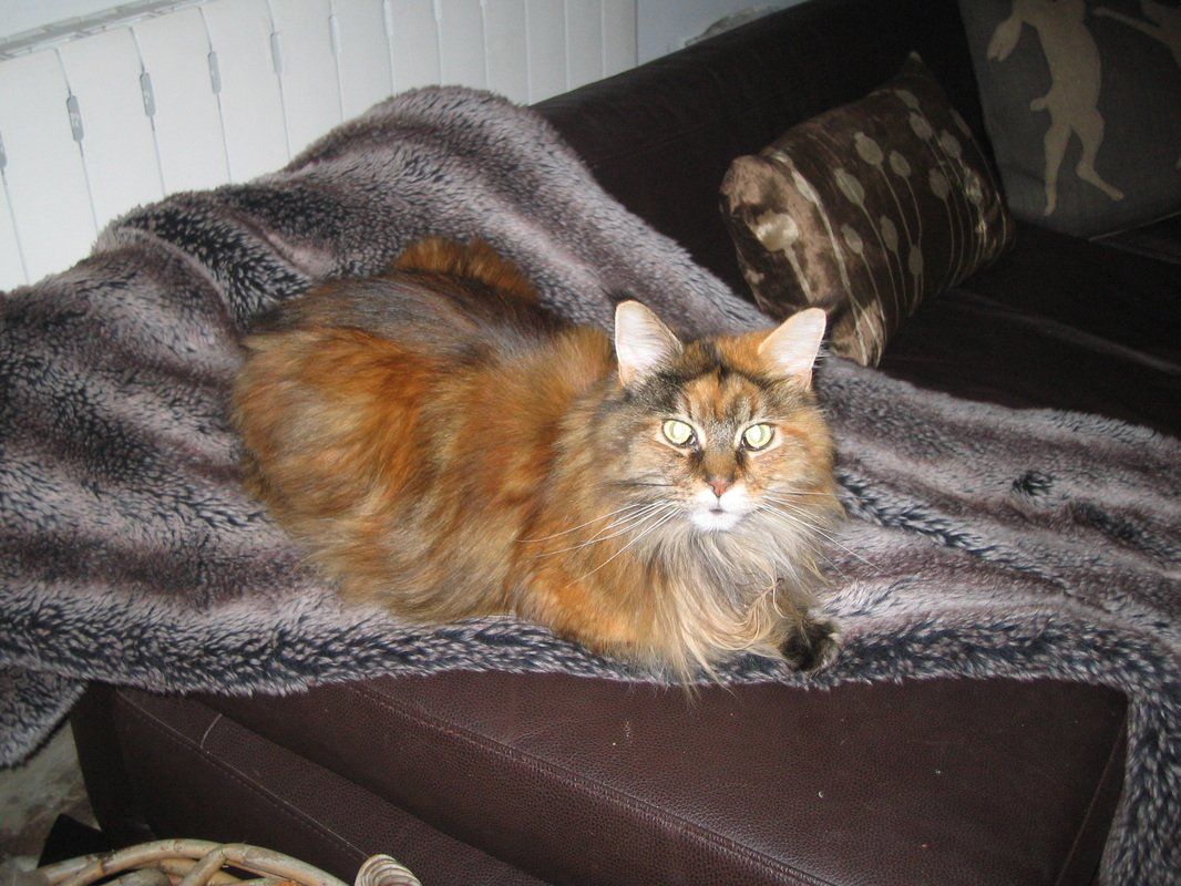 cat on a blanket