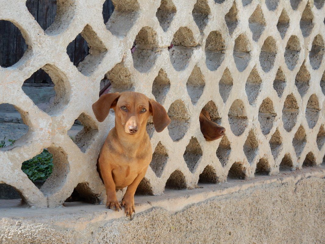 Sausage dog poking his head through the wall
