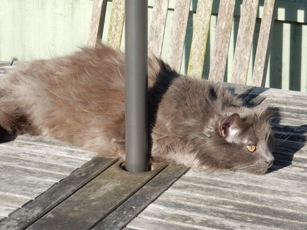 Oscar the cat, lying on the table