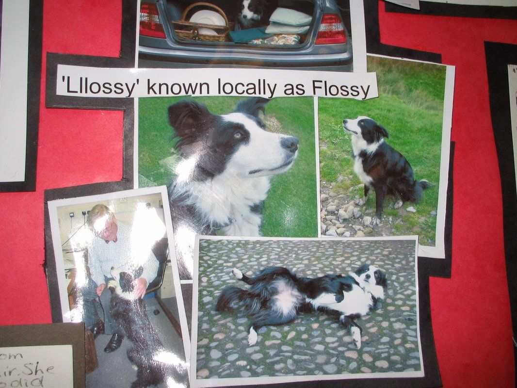 collection of animal postcards