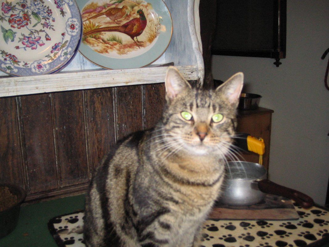 Tabby cat sitting on a table