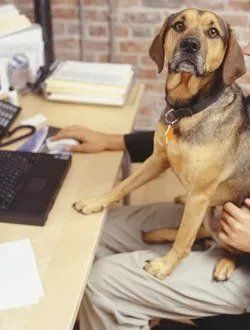 Dog at a computer - helping our charity!