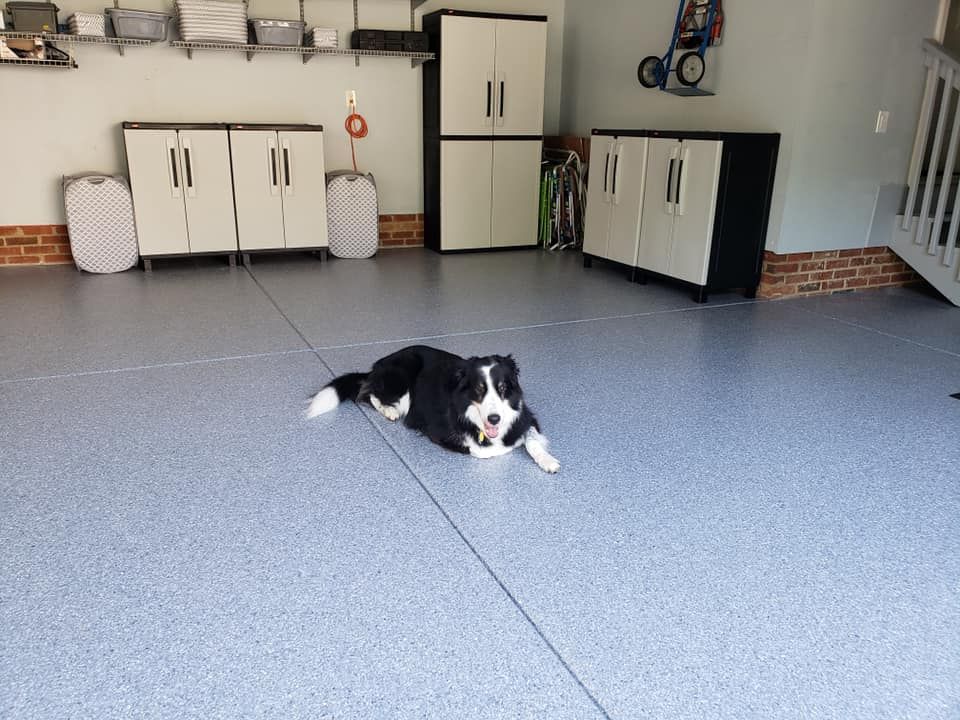 Border collie lying on a gray epoxy garage floor, looking at the camera. Cabinets and storage in background.