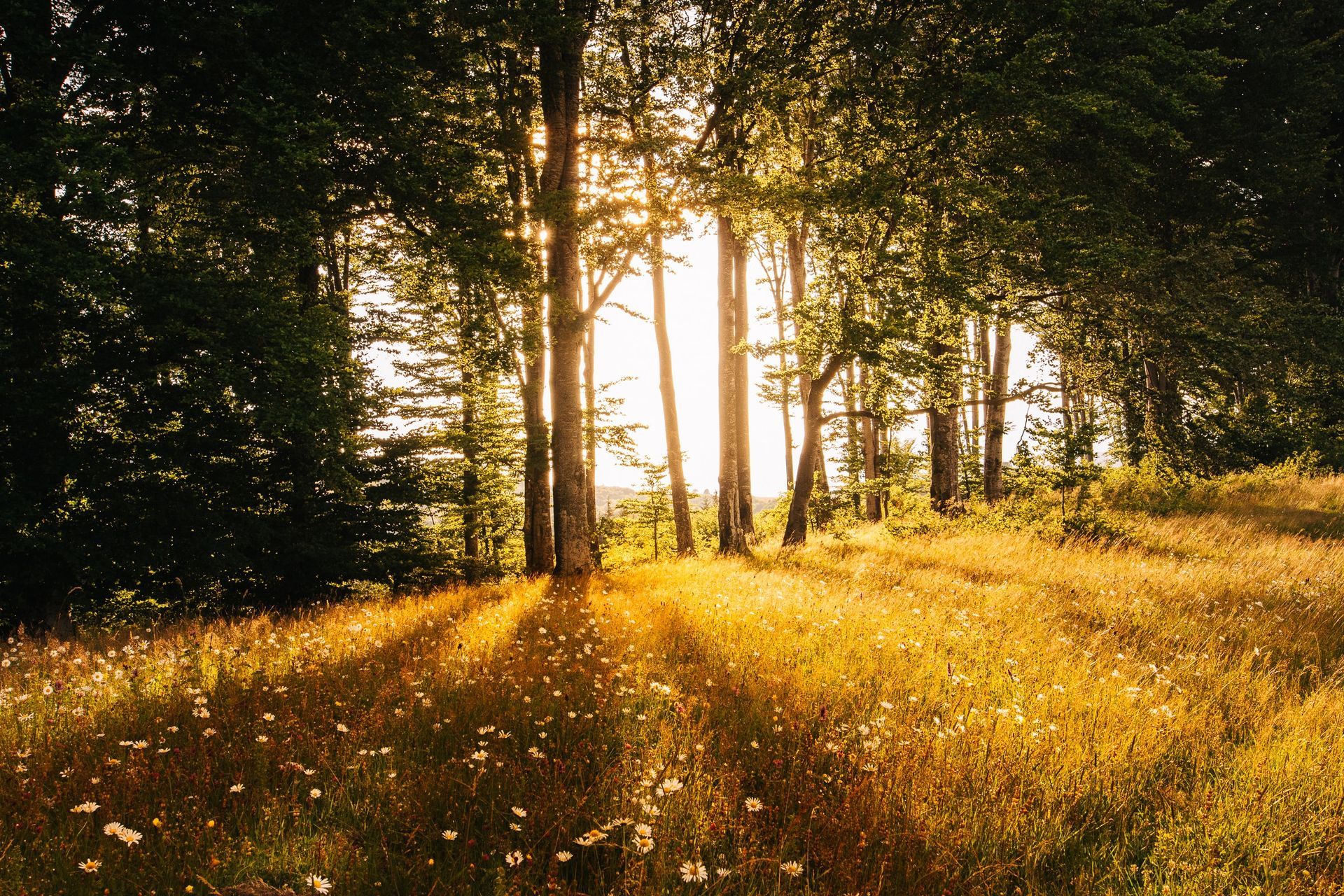 Sunrise over a tranquil forest with towering trees.