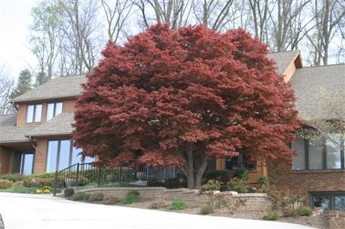 A house with a large red tree in front of it