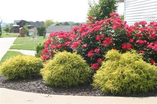 A bush with red flowers is in front of a house
