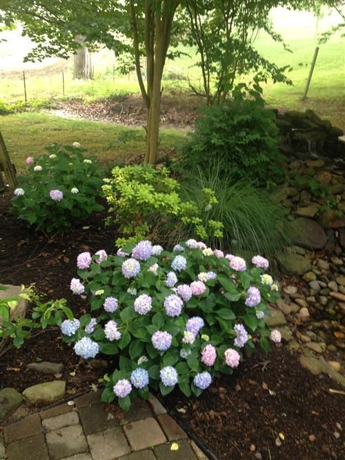 A bush with purple and white flowers in a garden