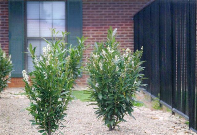 A row of shrubs in front of a brick house with a black fence.