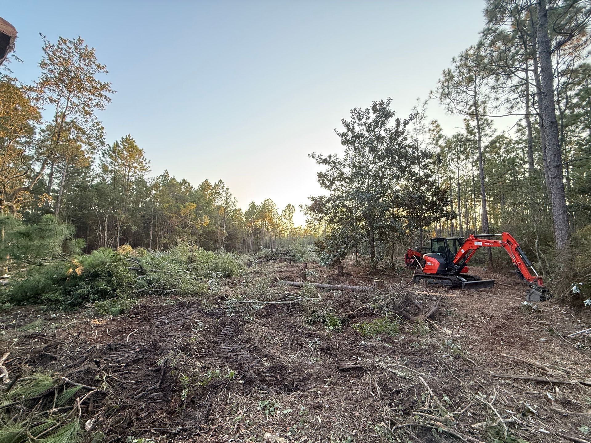 Red excavator clearing a forest. Cut trees and debris scattered. Sunlight through trees.