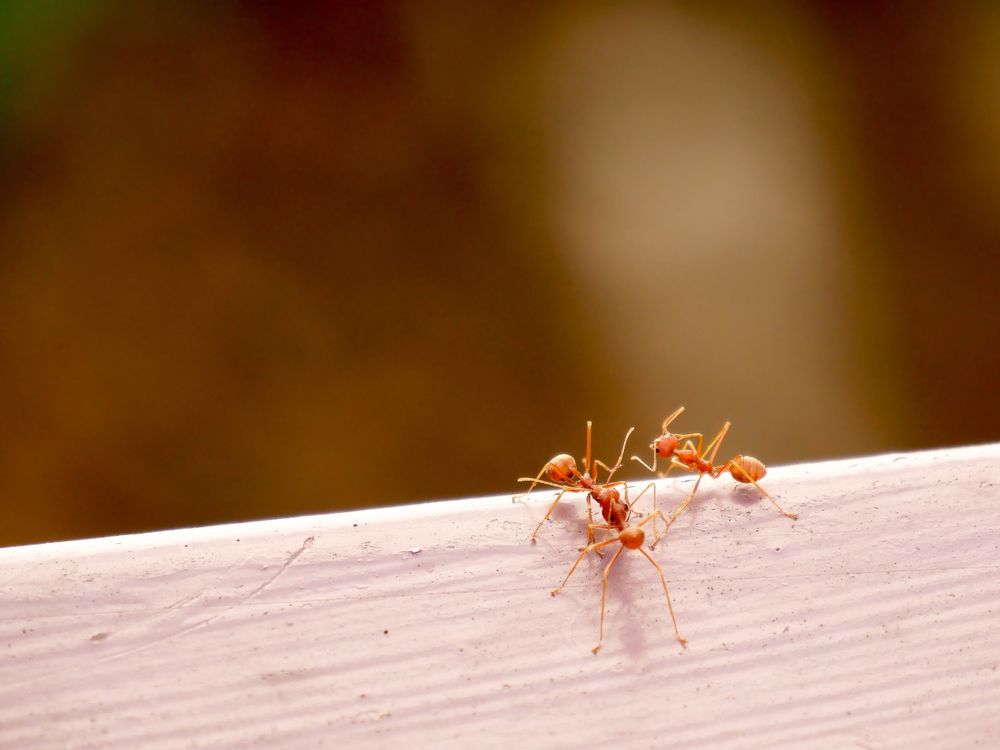 Three Red Ants Interacting On A Light Pink Surface — Brazel's Pest Control in Coffs Harbour, NSW