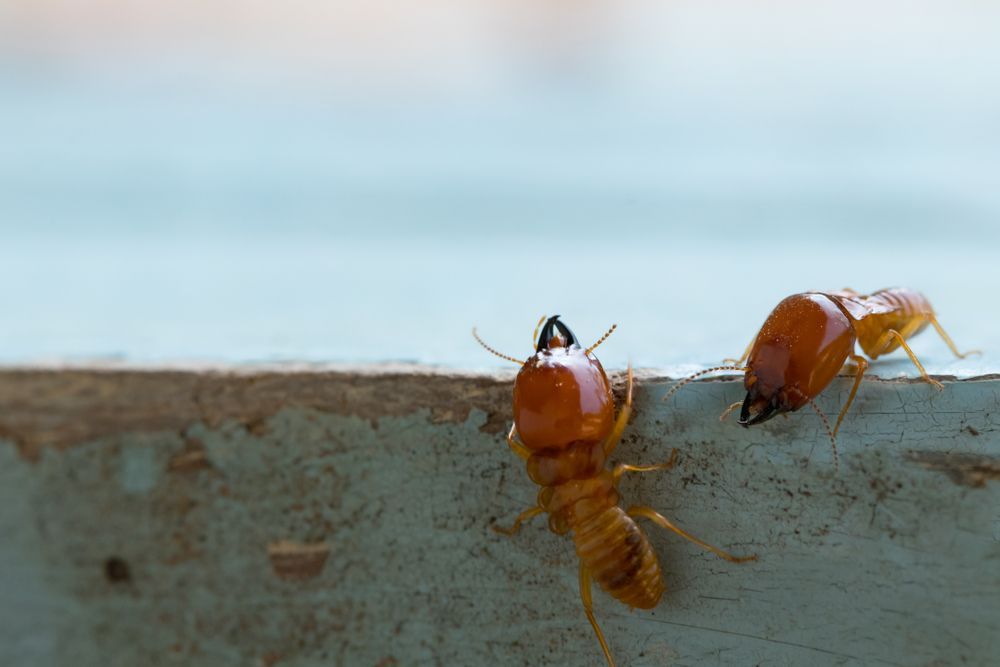 Two Termites On Light Blue And Brown Wooden Surface — Brazel's Pest Control in Coffs Harbour, NSW