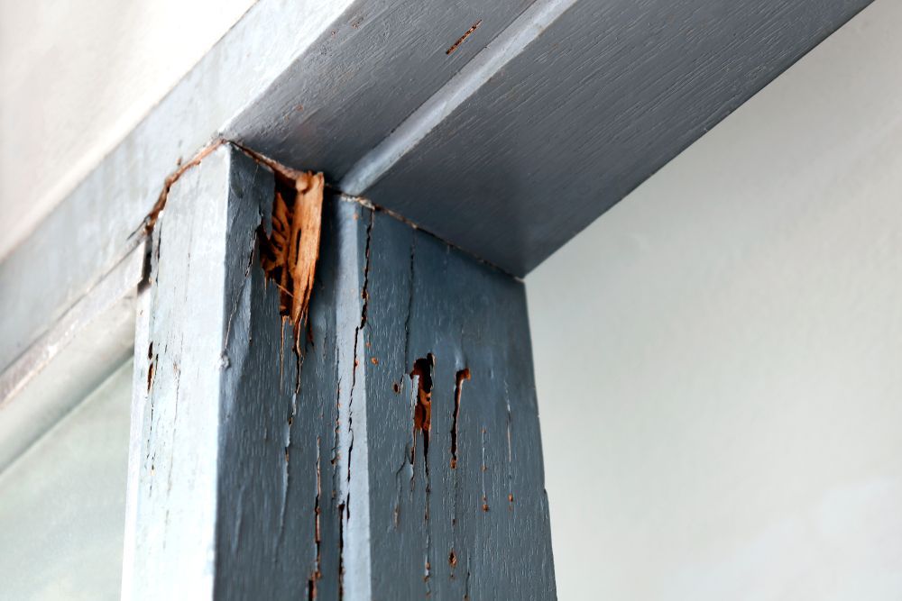 Damaged Blue Painted Wooden Door Frame With Peeling Paint And Wood Rot — Brazel's Pest Control in Grafton, NSW