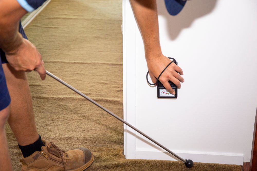Person Using A Tool To Check Carpet And A Wall — Brazel's Pest Control in Dorrigo, NSW