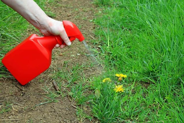 Hand Spraying A Red Bottle Onto A Patch Of Dandelions In Green Grass — Brazel's Pest Control in Coffs Harbour, NSW