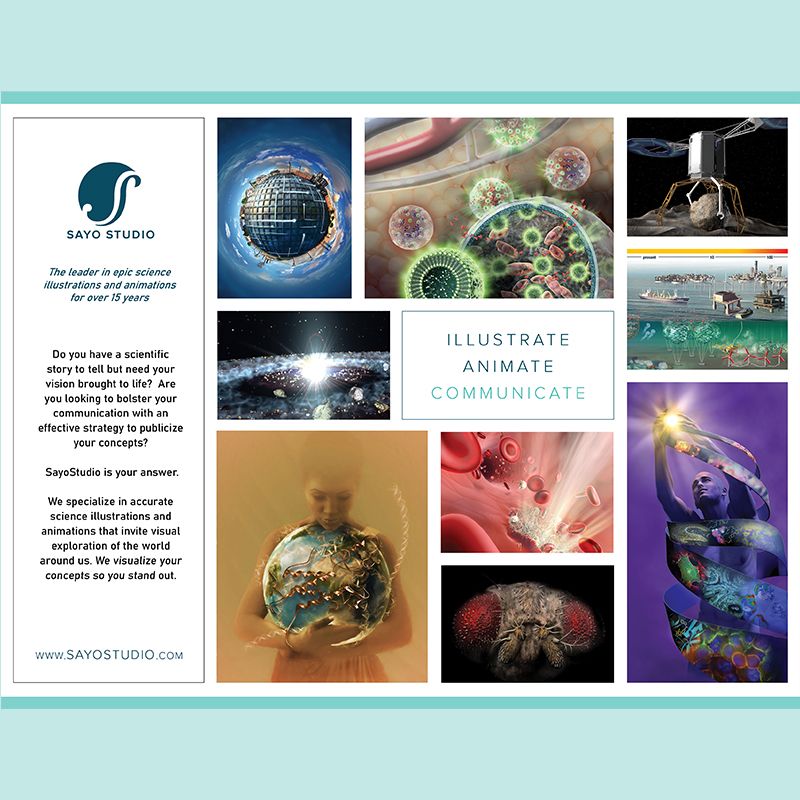 Advertisement flyer including custom illustrations