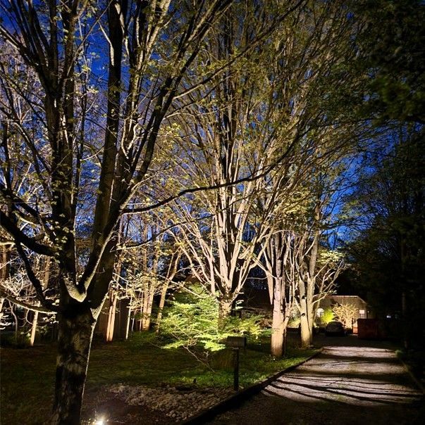 Tree uplighting along a residential driveway for enhanced nighttime ambiance