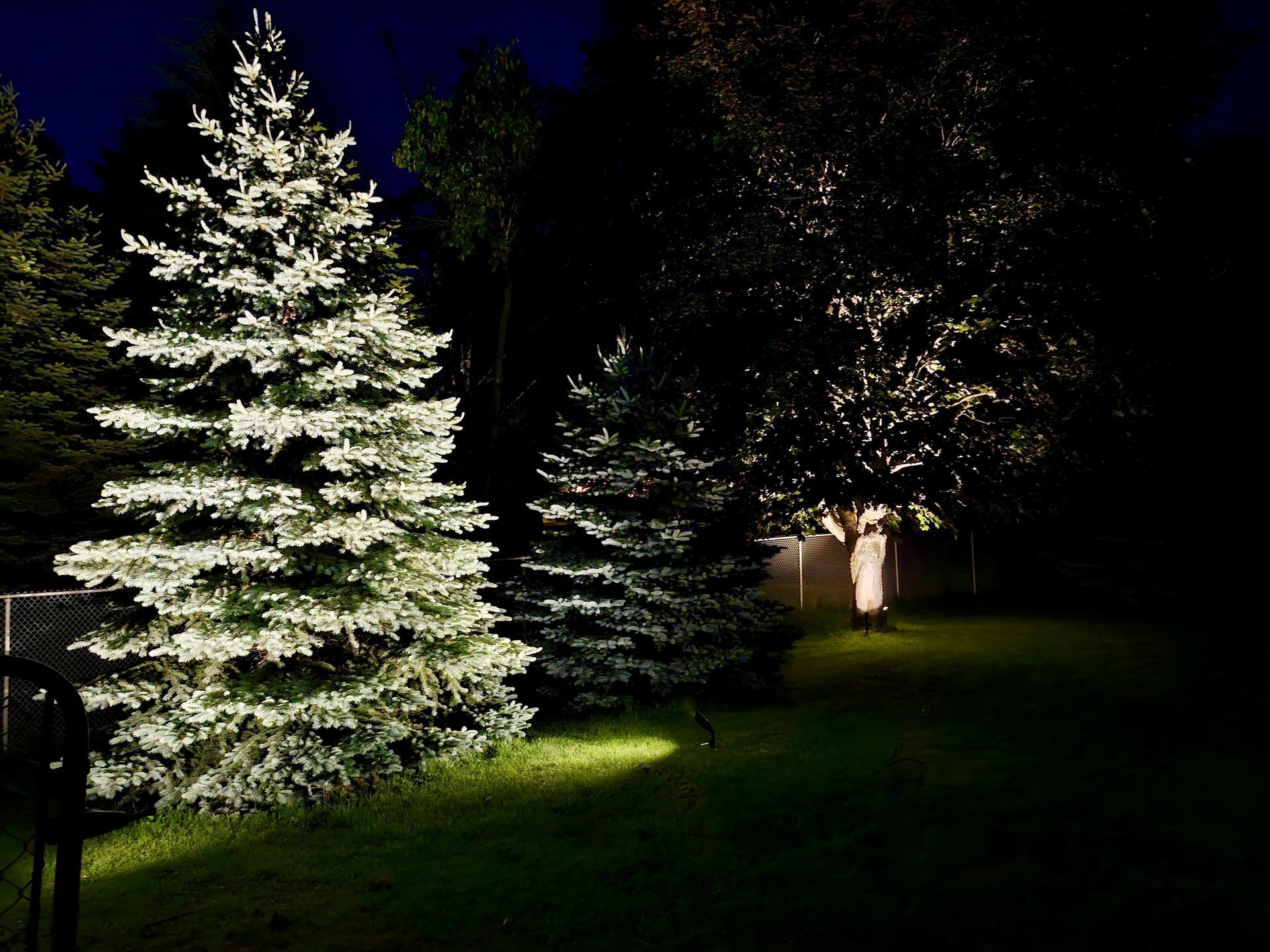 Winter tree lighting with high-contrast LED spotlights on evergreen trees