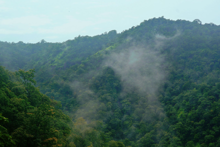 Misty green forested hills under a cloudy sky