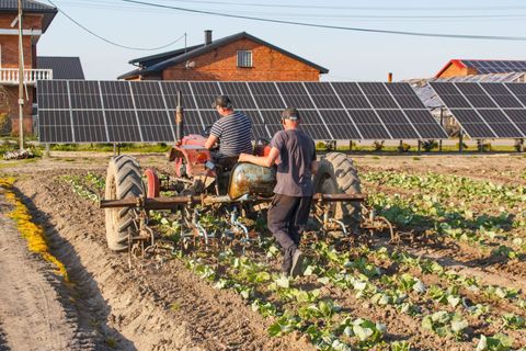 Farmers harvesting rows of leafy crops beside solar panels on a sunny field