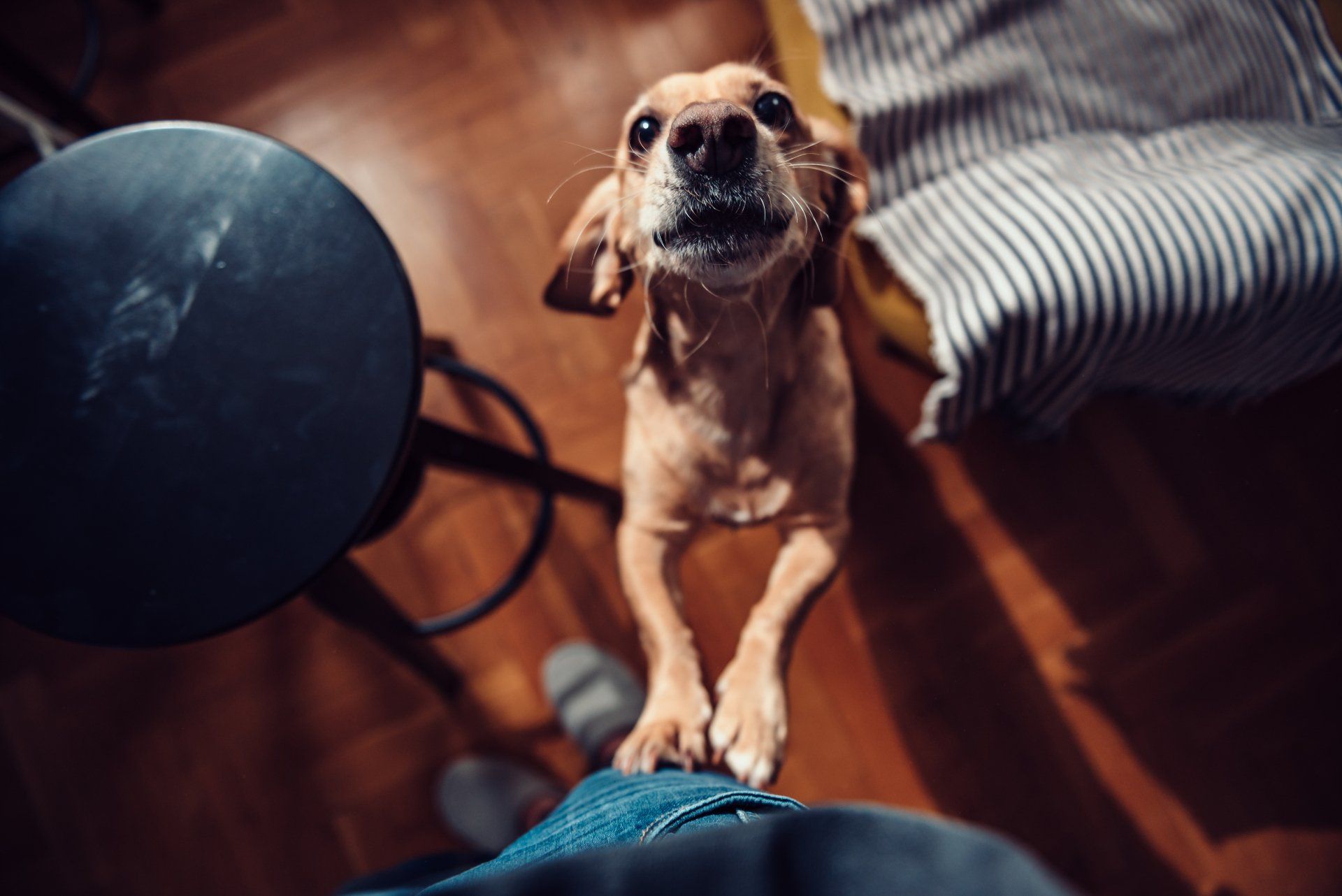 Dog Looking at Owner — Vero Beach, FL — Pet Medical Center Of Vero Beach