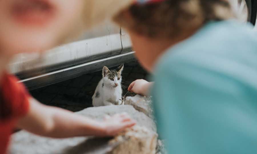 Kids Playing with Cat — Vero Beach, FL — Pet Medical Center Of Vero Beach