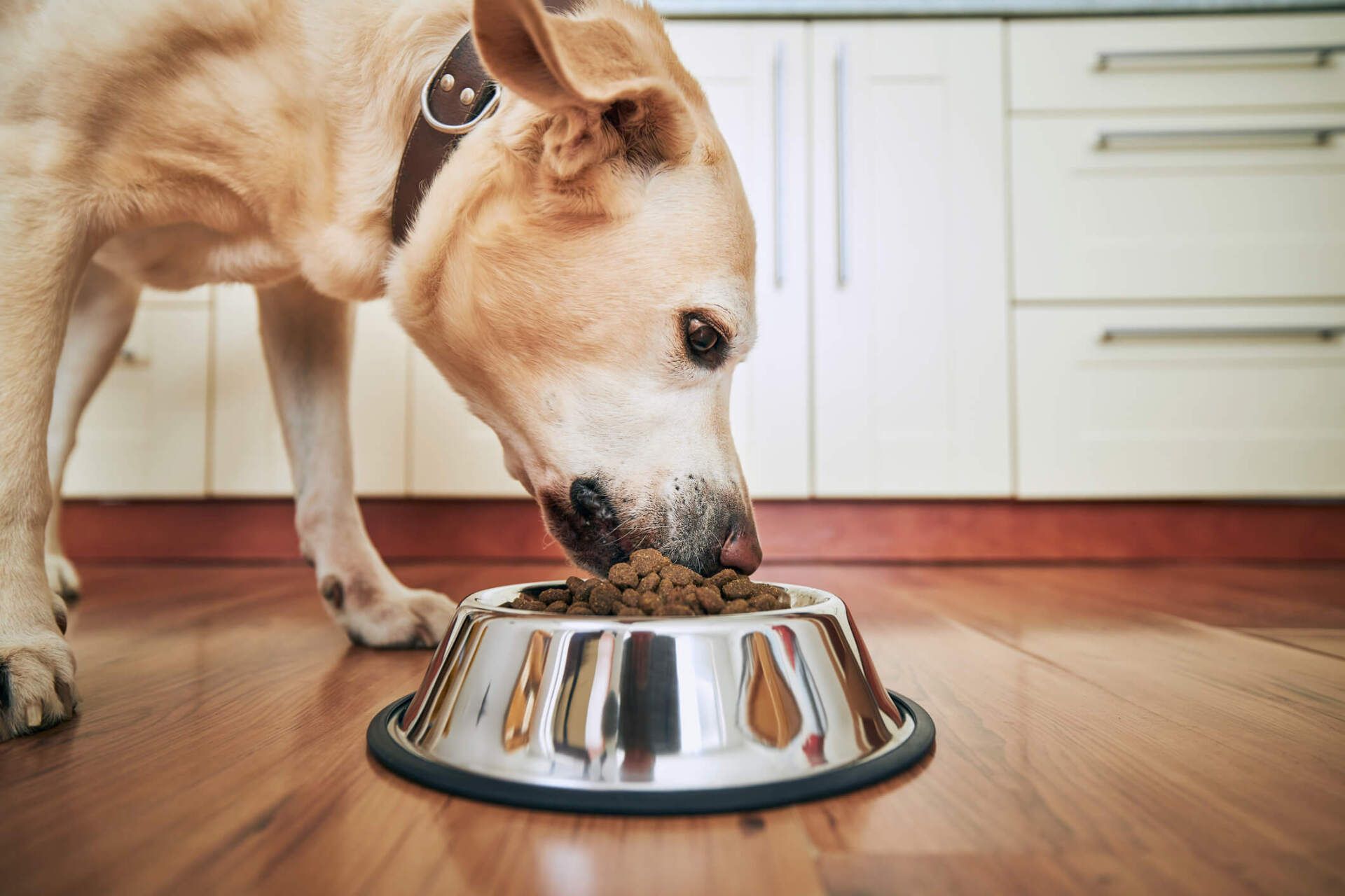 Dog Eating Food — Vero Beach, FL — Pet Medical Center Of Vero Beach