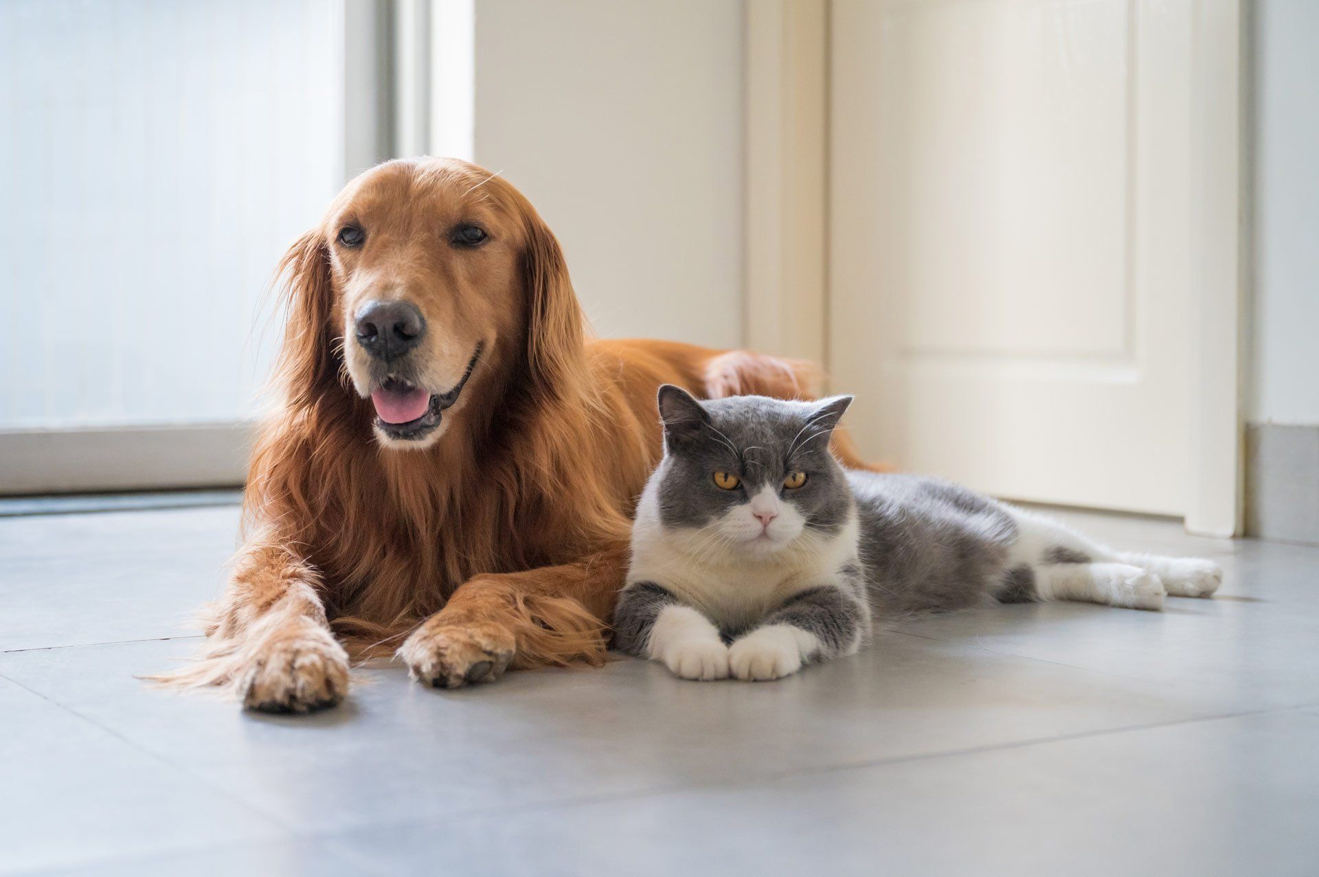 British Shorthair and Golden Retriever — Vero Beach, FL — Pet Medical Center Of Vero Beach