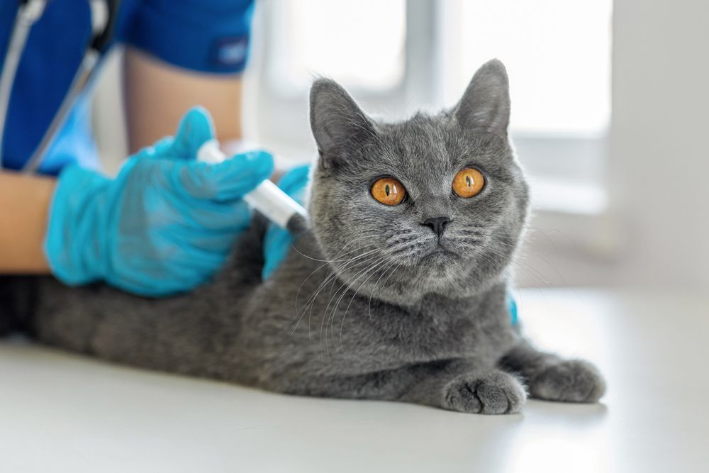 A gray cat is getting an injection from a veterinarian - Vero Beach, FL - Pet Medical Center Of Vero Beach
