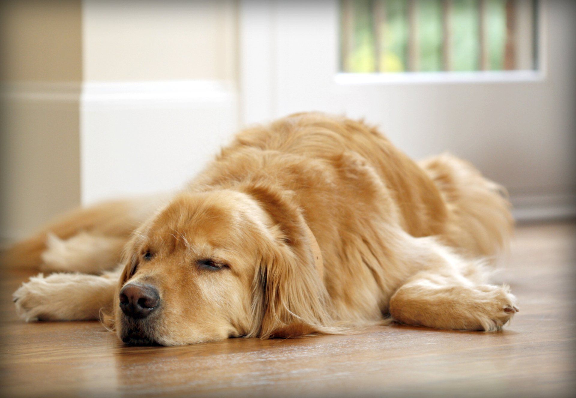 Golden Retriever Sleeping — Vero Beach, FL — Pet Medical Center Of Vero Beach