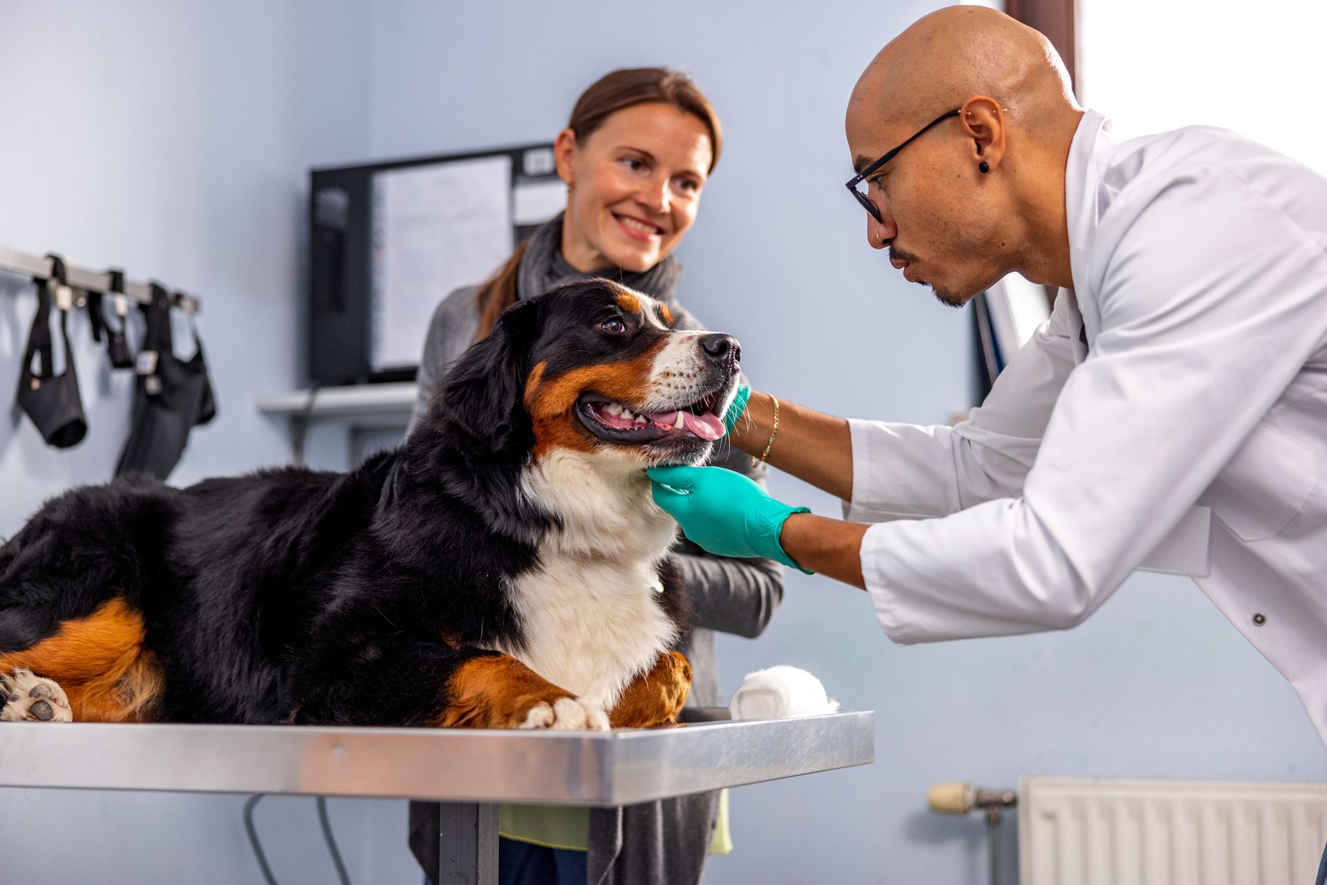 A dog is laying on a table while a veterinarian examines it - Vero Beach, FL - Pet Medical Center Of Vero Beach