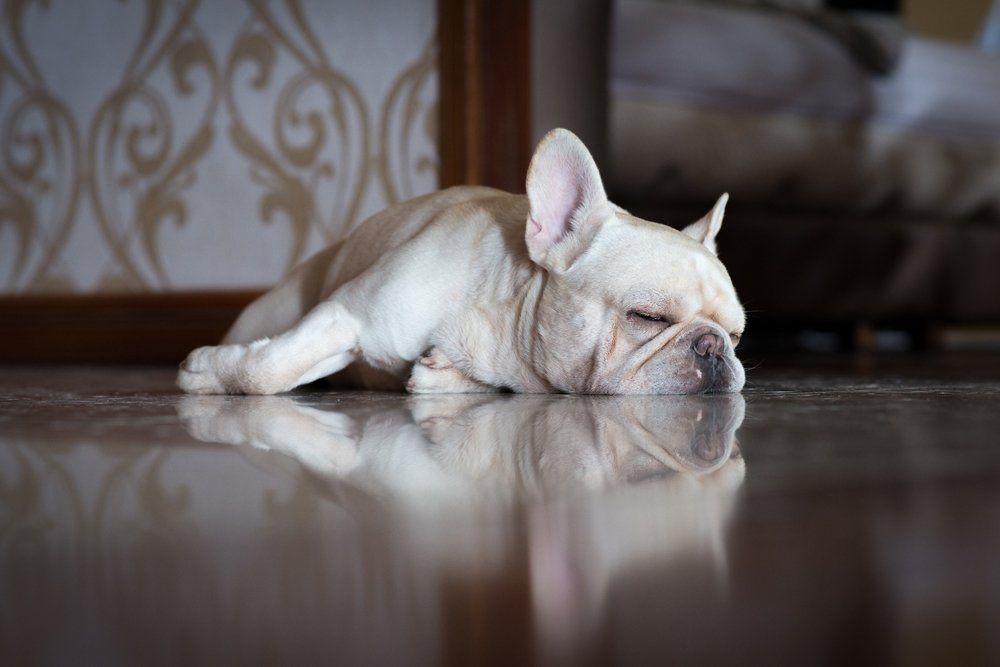 Dog Sleeping — Vero Beach, FL — Pet Medical Center Of Vero Beach