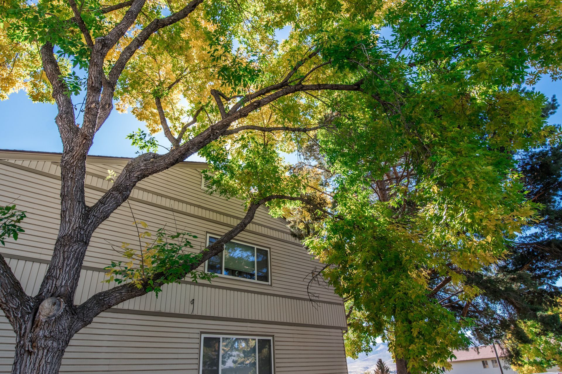House with beige siding, framed by a large tree with green and yellow leaves under a blue sky.