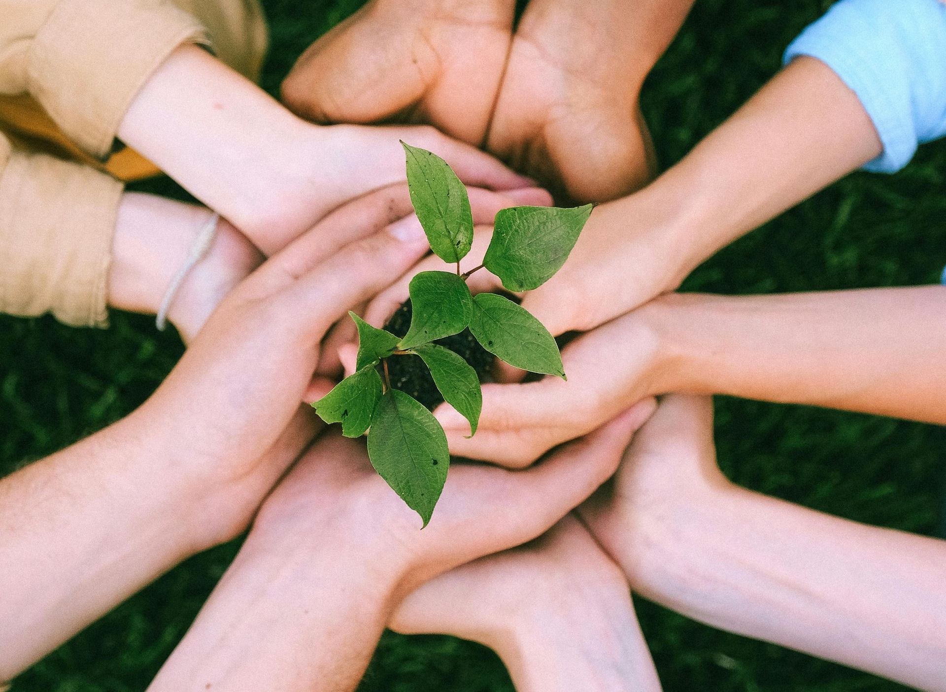 A group of people are holding a small plant in their hands.