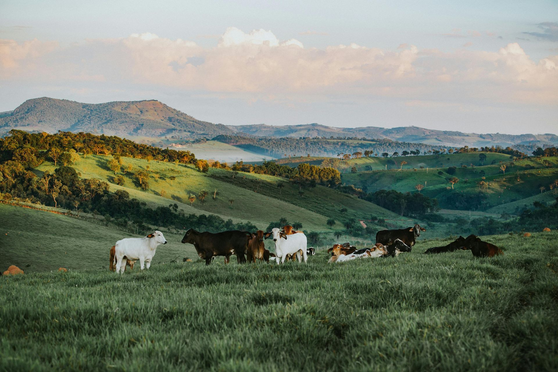 A herd of cows grazing in a grassy field with mountains in the background.