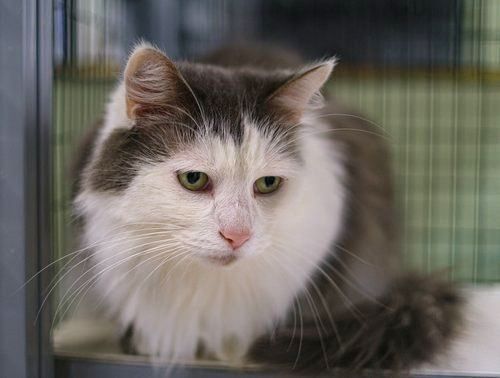 Gray and white fluffy cat with a grumpy expression.