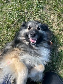 Fluffy, happy dog with gray and tan fur, lying on its back in grass, smiling.