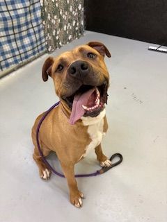 Happy brown pit bull with pink tongue panting, sitting on a gray floor with a purple leash.