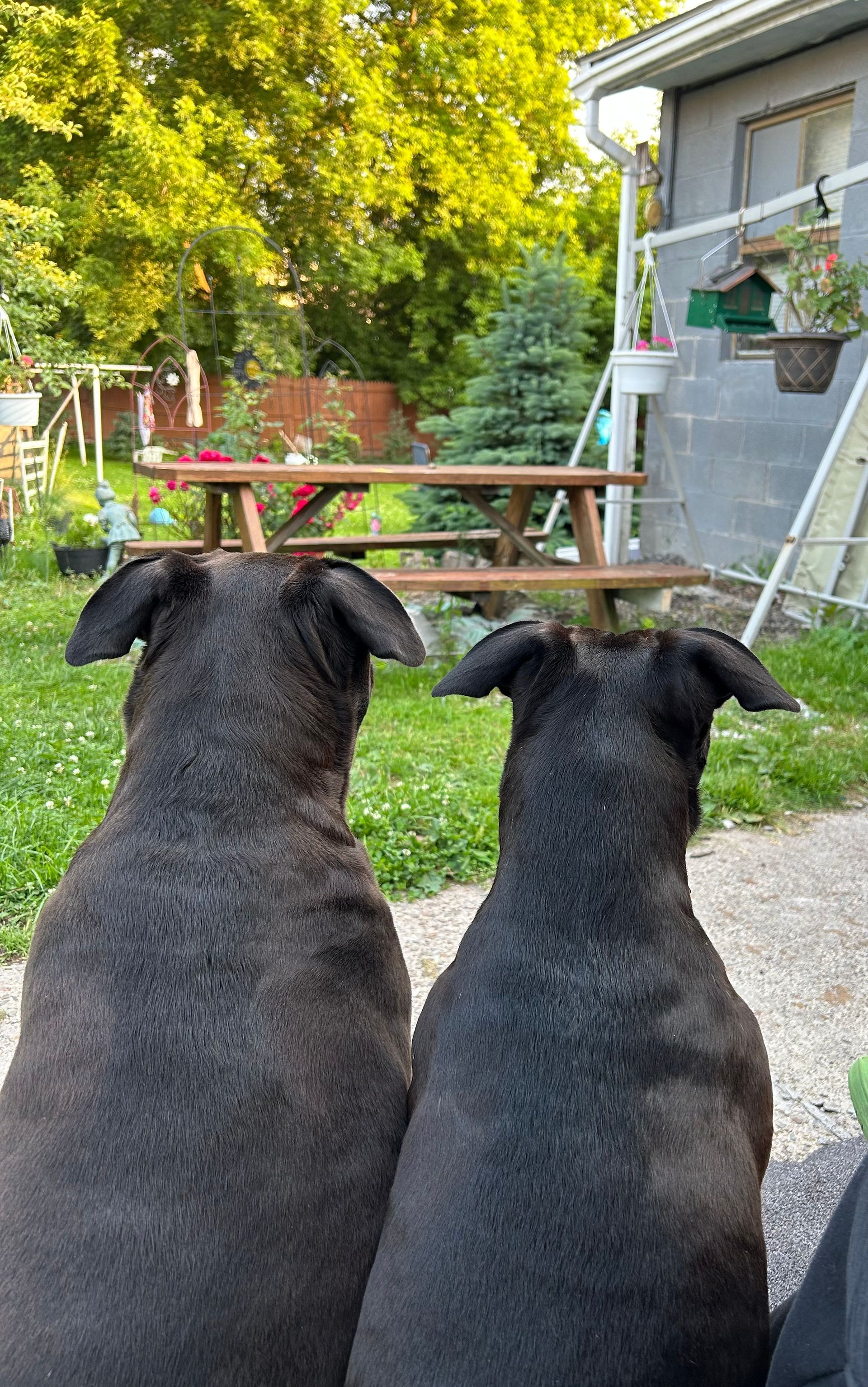 Two black dogs sit side-by-side, facing away from the camera, in a backyard with a picnic table and trees.