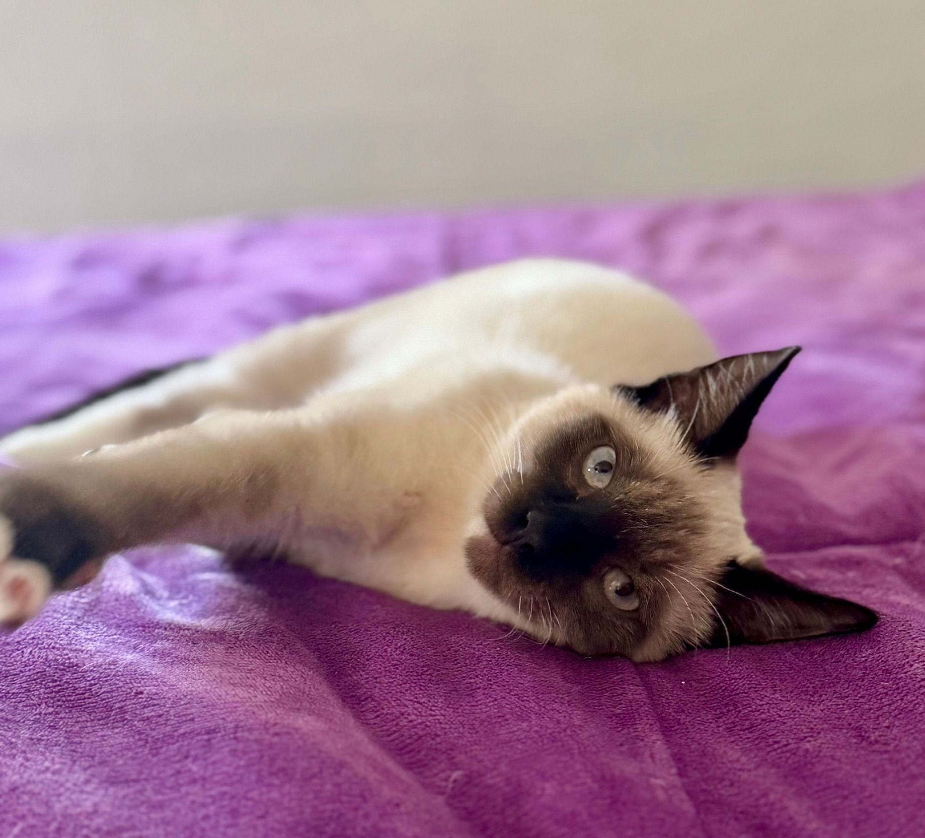 Siamese cat sprawled on a purple blanket, looking at the camera with blue eyes.